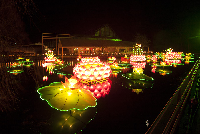 IMG_2342 Hortus lichtshow waterlelies